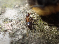 Lasius