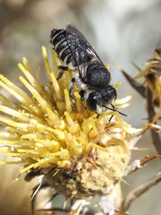 Megachile canariensis