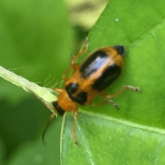 Phyllobrotica