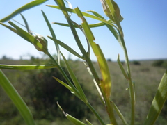 Linaria biebersteinii