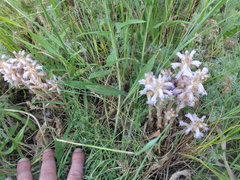 Phelipanche caesia