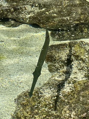 Aulostomus chinensis