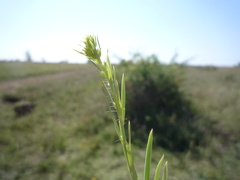 Linaria biebersteinii