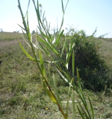 Linaria biebersteinii