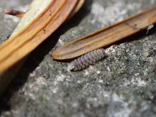 chlpáčik drobný (Polyxenus lagurus)