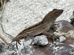 Anolis sagrei
