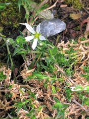 Arenaria grandiflora