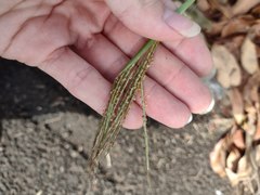 Dichanthium annulatum annulatum