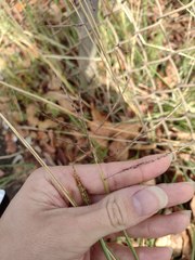 Dichanthium annulatum annulatum