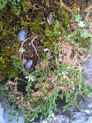 Arenaria grandiflora