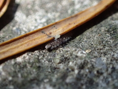 Polyxenus