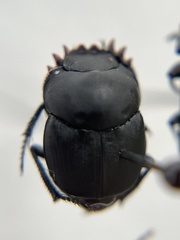 Boreocanthon simplex