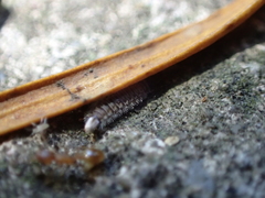Polyxenus