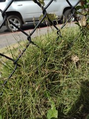 Zoysia