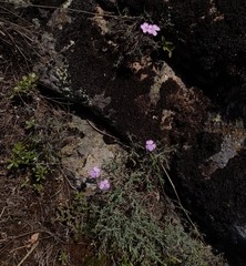 Dianthus hypanicus