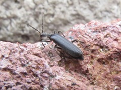Dichelotarsus piniphilus