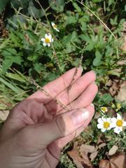 Paspalum fimbriatum