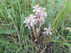 Phelipanche caesia