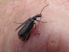 Dichelotarsus piniphilus