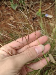 Dichanthium annulatum annulatum