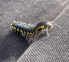 Harpaphe haydeniana scotia