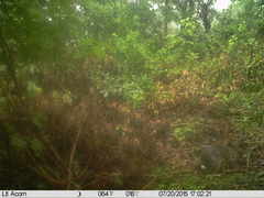 Sylvilagus cunicularius