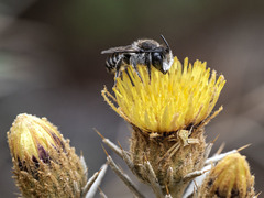Megachile canariensis