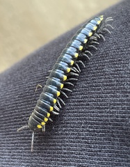 Harpaphe haydeniana scotia