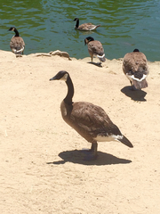 Branta canadensis