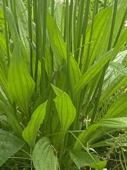 Plantago lanceolata