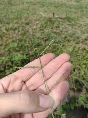 Urochloa distachya