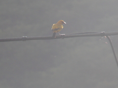 Icterus nigrogularis