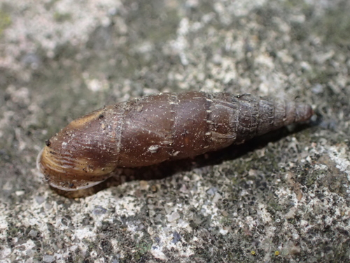 Urešena zaklopnica (Charpentieria ornata)