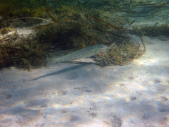 Sillaginodes punctatus