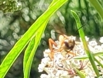 Sphex ichneumoneus