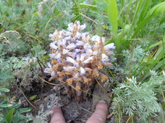 Phelipanche caesia