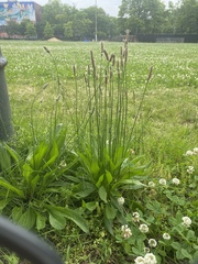 Plantago lanceolata