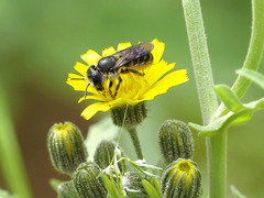 Megachile canariensis