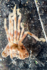 Ammothea hilgendorfi