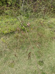 Desmanthus pernambucanus