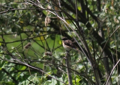 Saxicola rubetra