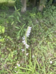 Spiranthes vernalis image