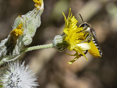Megachile canariensis