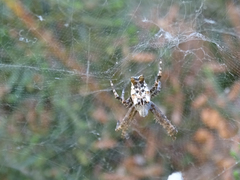 Cyrtophora citricola