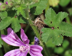 Chorthippus brunneus