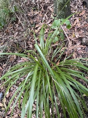 Cordyline pumilio