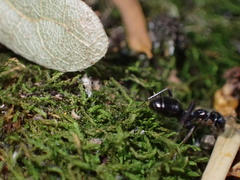Lasius