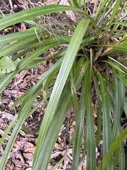 Cordyline pumilio