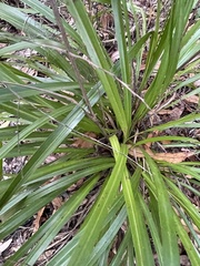Cordyline pumilio