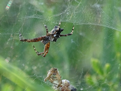 Cyrtophora citricola